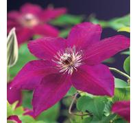GreenboutiQ - Plante grimpante - Clematis Westerplatte - Fleur Rouge - Peu d'entretien - 2 plantes - Pot 11cm Hauteur 40cm