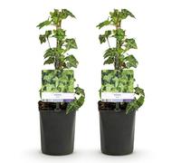 GreenboutiQ - Plante grimpante - Hedera helix Glacier - Feuillage panaché - Persistant - 2 plantes - Pot 11cm Hauteur 40cm