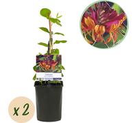 GreenboutiQ - Plante grimpante Lonicera heckrottii 'Goldflame' (Chèvrefeuille odorant) - Fleurs rose-jaune - Entretien facile - 2 plantes en pot Ø11 cm - Hauteur env. 40 cm