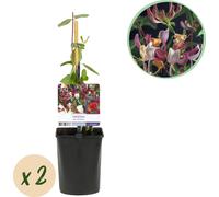 GreenboutiQ - Plante grimpante Lonicera periclymenum 'Serotina' (chèvrefeuille) - fleurs rose-blanc - entretien facile - 2 plantes en pot Ø11 cm - hauteur env. 40 cm
