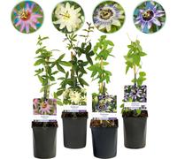 GreenboutiQ - Plante grimpante Passiflora 'Rainbow' (Passiflore) - Fleurs rose-blanc-lilas-vert - Entretien facile - 4 plantes en pot Ø11 cm - Hauteur env. 40 cm
