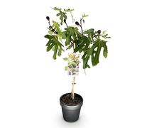GreenboutiQ - Plante sur Tige - Ficus carica Little Miss Figgy - Plante de Terrasse - Caduc - Rustique - Fruit Vert - Pot 19cm Hauteur 90cm