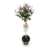 GreenboutiQ - Plante sur tige - Photinia fraseri Carre Rouge - Plante de terrasse - Persistante - Résistante au gel - Feuillage vert-rouge - Pot 19cm Hauteur 90cm