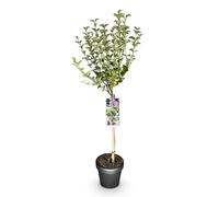 GreenboutiQ - Plante sur Tige - Syringa meyeri Palibin - Plante de Terrasse - Feuillage Caduc - Rustique - Fleur Violet - Pot 19cm Hauteur 90cm