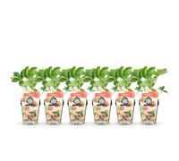 GreenboutiQ - Plantes à fruits - Fraise - Fragaria Elsanta - Rustique - 6 Plantes - Pot 9 cm - Fraise Rouge