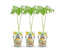 GreenboutiQ - Plantes à fruits - Framboise - Rubus idaeus Fallgold - Résistant à l'hiver - 3 Plantes - Pot 9 cm - Framboise Jaune