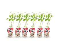 GreenboutiQ - Plantes à fruits - Framboise - Rubus idaeus Heritage - Rustique - 6 Plantes - Pot de 9 cm - Framboise Rouge