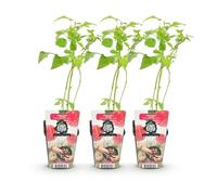 GreenboutiQ - Plantes à fruits - Framboisier - Rubus idaeus Heritage - Résistant à l'hiver - 3 Plantes - Pot 9 cm - Framboise Rouge