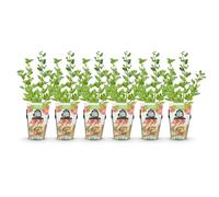 GreenboutiQ - Plantes à fruits - Groseillier à maquereau - Ribes uva-crispa Hinnonmaki Rod - Rustique - 6 Plantes - Pot de 9 cm - Groseille Rouge