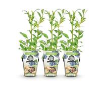 GreenboutiQ - Plantes à fruits - Mûre bleue - Vaccinium corymbossum Northland - Résistant à l'hiver - 3 Plantes - Pot de 9 cm - Mûre bleue