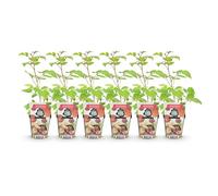 GreenboutiQ - Plantes à fruits - Mûrier japonais - Rubus Phoenicolasius - Rustique - 6 Plantes - Pot 9 cm - Groseille rouge