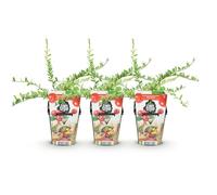 GreenboutiQ - Plantes à fruits - Myrtille - Vaccinium macrophylla Early Black - Résistant à l'hiver - 3 Plantes - Pot de 9 cm - Baie Rouge Foncée