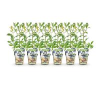 GreenboutiQ - Plantes à fruits - Myrtilles - Vaccinium corymbosum Bluecrop - Rustiques - 6 Plantes - Pot de 9 cm - Myrtilles