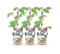 GreenboutiQ - Plantes à fruits - Ronce - Rubus Black Satin - Rustique - 3 Plantes - Pot de 9 cm - Ronce Noire