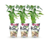 GreenboutiQ - Plantes à fruits - Ronce sans épines - Rubus Thornfee - Rustique - 3 Plantes - Pot 9 cm - Ronce Noire