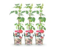 GreenboutiQ - Plantes à fruits - Taybes - Rubus Tayberry - Rustique - 3 Plantes - Pot de 9 cm - Baie Rouge