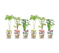 GreenboutiQ - Plantes à fruits - Tricolore - Groseille Rouge - Framboise Jaune - Mûre Noire - Rustique - 6 Plantes - Pot 9cm