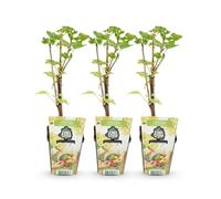GreenboutiQ - Plantes à fruits - Witte Bes - Ribes rubrum Witte Hollander - Rustique - 3 Plantes - Pot 9 cm - Witte Bes