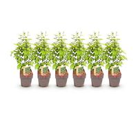 GreenboutiQ - Plantes de haie - Carpinus betulus - feuillage vert - 6 plantes - 1 mètre linéaire - à feuilles caduques - pot 17cm hauteur 55cm