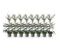 GreenboutiQ - Plantes de haie - Cupressocyparis leylandii - feuillage vert - 8 plantes - 1 mètre linéaire - toujours vert - pot 9cm hauteur 35-40cm