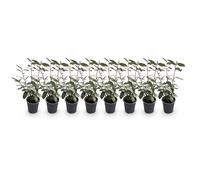 GreenboutiQ - Plantes de haie - Eleagnus ebbingei Compacta - Feuillage Gris - 8 Plantes - 1 Mètre Linéaire - Persistant - Pot de 9cm Hauteur 30-35cm