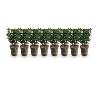 GreenboutiQ - Plantes de haie - Euonymus japonica Green Spire - feuillage vert - 8 plantes - 1 mètre linéaire - persistant - pot 9cm hauteur 20-25cm