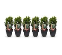 GreenboutiQ - Plantes de haie - Euonymus japonica Green Spire - feuilles vertes - 6 plantes - 1 mètre linéaire - persistant - pot de 17 cm hauteur 40 cm