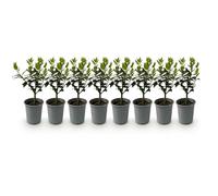 GreenboutiQ - Plantes de haie - Ilex Blue maid - feuillage vert - 8 plantes - 1 mètre linéaire - persistant - pot 9cm hauteur 25-30cm