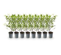 GreenboutiQ - Plantes de haie - Ligustrum ovalifolium Aureum - feuilles jaune vert - 8 plantes - 1 mètre linéaire - persistant - pot de 9 cm hauteur 35-40 cm