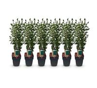 GreenboutiQ - Plantes de haie - Ligustrum ovalifolium - feuillage vert - 6 plantes - 1 mètre linéaire - persistant - pot 17cm hauteur 55cm