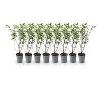 GreenboutiQ - Plantes de haie - Ligustrum ovalifolium - feuillage vert - 8 plantes - 1 mètre linéaire - persistant - pot 9cm hauteur 35-40cm