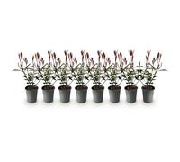 GreenboutiQ - Plantes de haie - Photinia fraseri Carre Rouge - feuillage rouge vert - 8 plantes - 1 mètre linéaire - persistant - pot 9cm hauteur 30-35cm