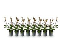 GreenboutiQ - Plantes de haie - Photinia fraseri Red Robin - feuillage rouge vert - 8 plantes - 1 mètre linéaire - persistant - pot 9cm hauteur 30-35cm