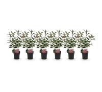 GreenboutiQ - Plantes de haie - Photinia fraseri Red Robin - vert rouge - 6 plantes - 1 mètre linéaire - persistant - pot 17cm hauteur 55cm