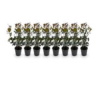 GreenboutiQ - Plantes de haie - Photinia Little Red Robin - Feuillage Rouge - 8 Plantes - 1 Mètre Linéaire - Persistant - Pot 9cm Hauteur 30-35cm