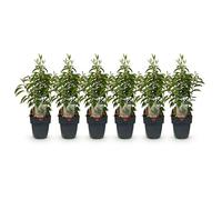 GreenboutiQ - Plantes de haie - Prunus lusitanica Angustifolia - feuillage vert - 6 plantes - 1 mètre linéaire - persistant - pot 17cm hauteur 50cm