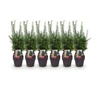 GreenboutiQ - Plantes de haie - Taxus media Hilii - feuillage vert - 6 plantes - 1 mètre linéaire - persistant - pot 17cm hauteur 60cm