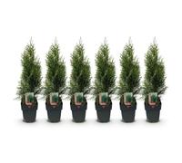GreenboutiQ - Plantes de haie - Thuja occidentalis Smaragd - feuillage vert - 6 plantes - 1 mètre linéaire - persistant - pot de 17 cm hauteur 60 cm