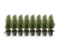 GreenboutiQ - Plantes de haie - Thuja occidentalis Smaragd - feuillage vert - 8 plantes - 1 mètre linéaire - toujours vert - pot 9cm hauteur 30-35cm