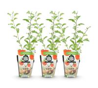 GreenboutiQ - Plantes fruitières - Baie de Goji - Lycium Barbarum - Rustique - 3 Plantes - Pot 9 cm - Orange - Fruit Rouge