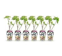 GreenboutiQ - Plantes fruitières - Cassissier - Ribes nigrum Titania - Résistant à l'hiver - 6 Plantes - Pot de 9 cm - Cassis