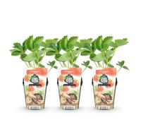 GreenboutiQ - Plantes fruitières - Fraise - Fragaria Elsanta - Rustique - 3 Plantes - Pot 9 cm - Fraise Rouge