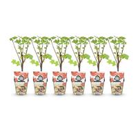 GreenboutiQ - Plantes fruitières - Groseille Rouge - Ribes rubrum Jonkheer van Tets - Résistant à l'hiver - 6 Plantes - Pot 9 cm - Groseille Rouge