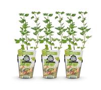 GreenboutiQ - Plantes fruitières - Groseillier - Ribes uva-crispa Hinnonmaki Grun - Résistant à l'hiver - 3 Plantes - Pot 9 cm - Baie verte