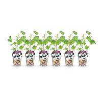 GreenboutiQ - Plantes fruitières - Jostabes - Ribes Jostabes - Rustique - 6 Plantes - Pot 9 cm - Cassis
