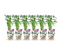 GreenboutiQ - Plantes fruitières - Mûre sans épines - Rubus Thornfee - Rustique - 6 Plantes - Pot de 9 cm - Mûre noire