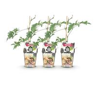GreenboutiQ - Plantes fruitières - Ronce persistante - Rubus Thornless Evergreen - Rustique - 3 Plantes - Pot 9 cm - Ronce noire