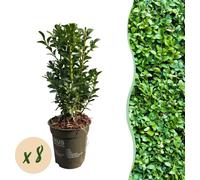 GreenboutiQ - Plantes pour haies - Buxus sempervirens - feuille verte - 8 plantes - 1 mètre courant - persistant - pot 9cm hauteur 20-25cm