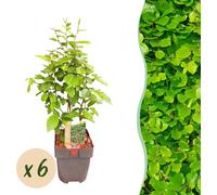 GreenboutiQ - Plantes pour haies - Carpinus betulus - feuille verte - 6 plantes - 1 mètre courant - feuillage caduc - pot 17cm hauteur 55cm