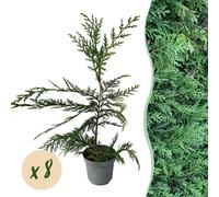 GreenboutiQ - Plantes pour haies - Cupressocyparis leylandii - feuille verte - 8 plantes - 1 mètre courant - persistant - pot 9cm hauteur 35-40cm